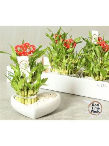 DRA LUCKY BAMBOO SZÍV