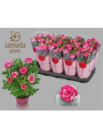 RO TU TWIN COLOUR ST