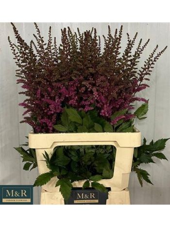 ASTIL MAGGIE DALEY 70CM