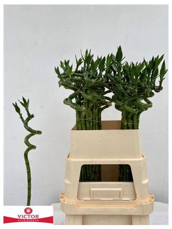 DRAC S LUCKY BAMBOO 80CM