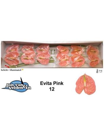 ANTH A EVITA PINK *12