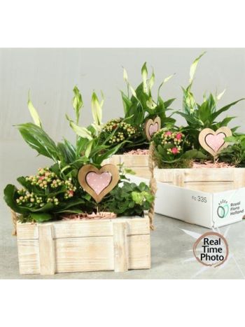 Ö. HED KAL SPAT SZÖGLETES LÁDA