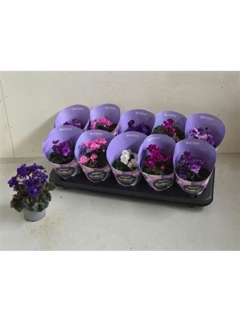 SAINTP IN ROCOCO GEM