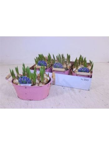 Ö. MUSC OVAL PINK ZINK TÁL