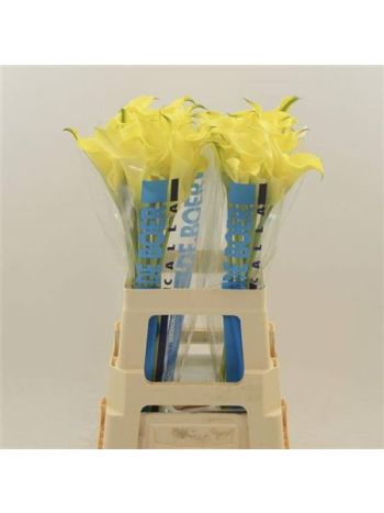 ZANT ALICE SPRINGS 70CM