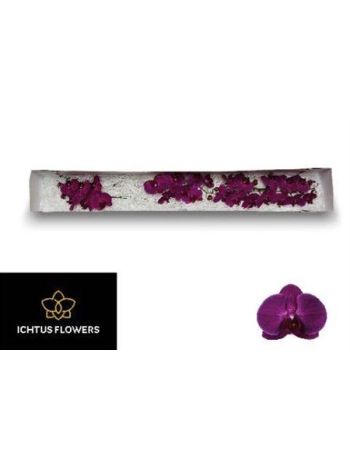 PHAL AN STELLENBOSCH