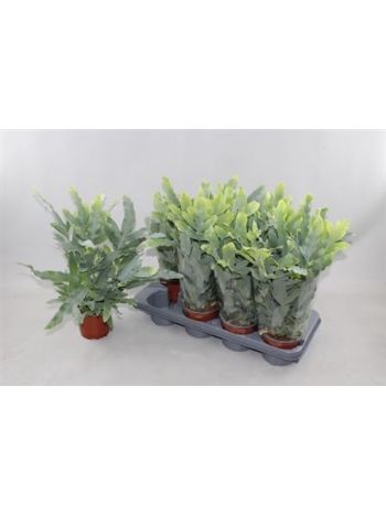 PHLEBO A BLUE STAR AKCIO