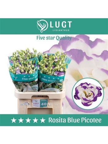 EUS G ROSI BLUE PICO
