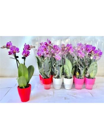 PHAL MINI PINK 2 ÁG KASPÓS ALACSONY AKCIO