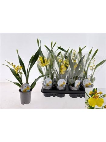 ONCIDIUM SÁRGA