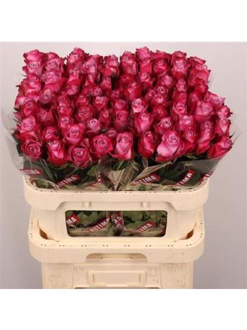 R GR DEEP PURPLE 80CM