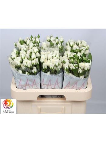 R TR SNOW BUBBLES 60CM