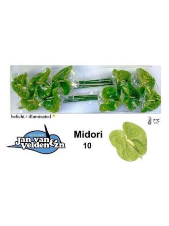 ANTH A MIDORI *10