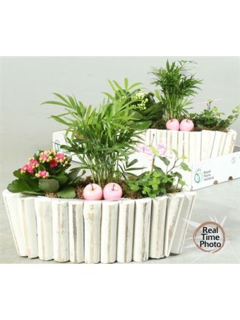 Ö. CHAM HED KAL OVÁL FAKÉREG TÁL AKCIO