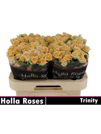 R TR TRINITY 60CM