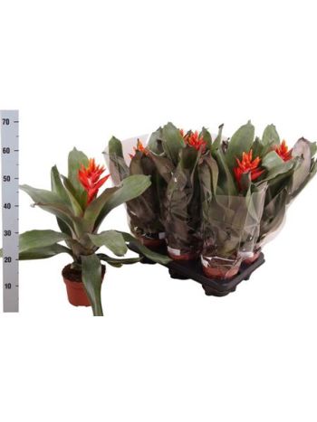 AECH PE ELEGANT FLAM AKCIO