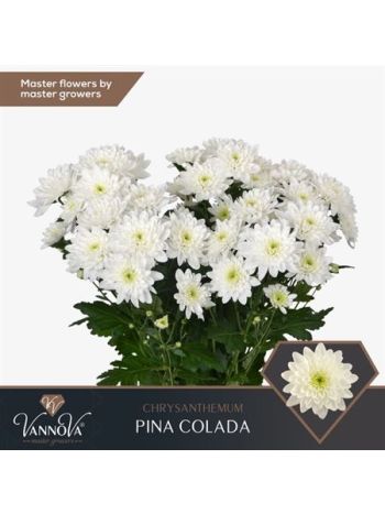 CHR T  F. PINA COLADA