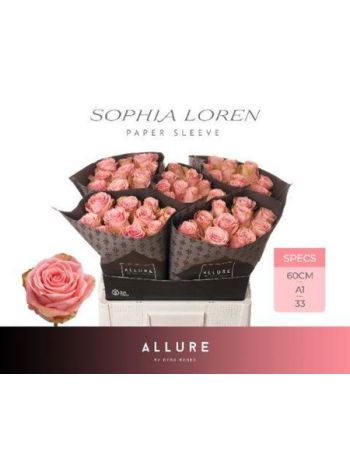 R GR SOPHIA LOREN 60CM