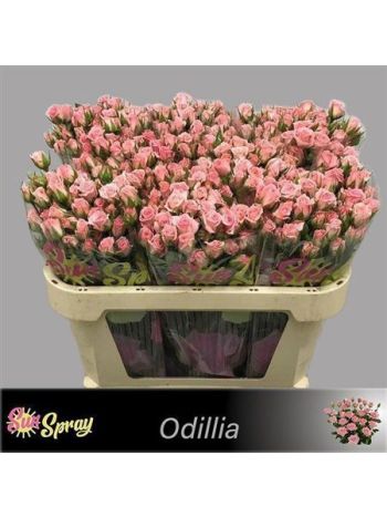 R TR ODILIA 70CM