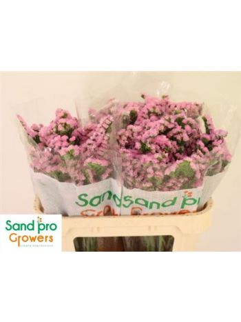 LIM S LUCIA PINK 70CM