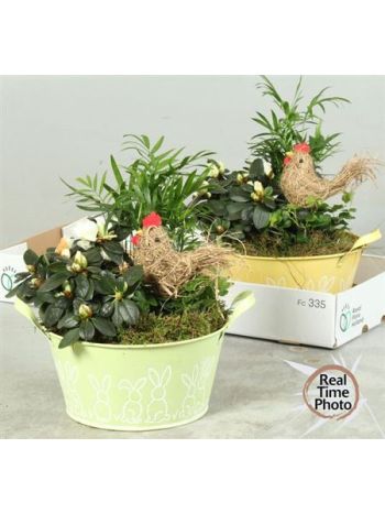 Ö. CHAM RHOD SÁRGA ZINK TÁL KAKAS AKCIO