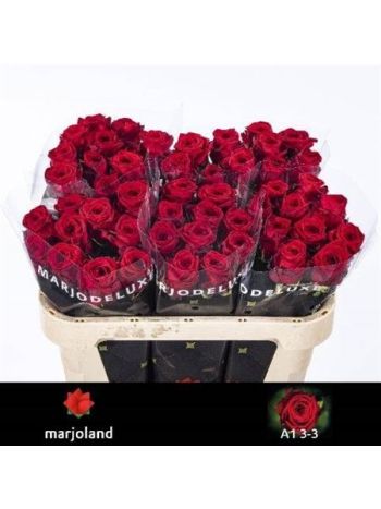 R GR RED NAOMI! 70CM