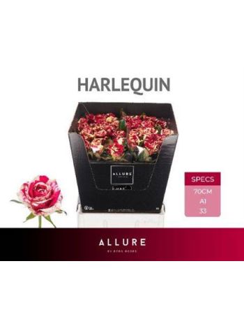 R GR HARLEQUIN 70CM