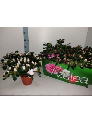 RHODO SI GEM Z&Ouml;LD DOBOZOS