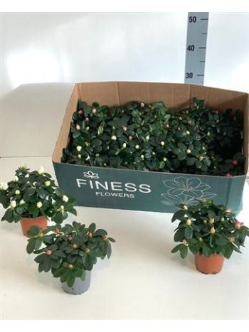 RHODO SI GEM MIDI*15 AKCIO