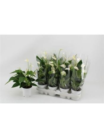 ANTHU AN WHITE CHAMP