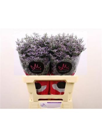 LIM OV SKYLIGHT 60CM