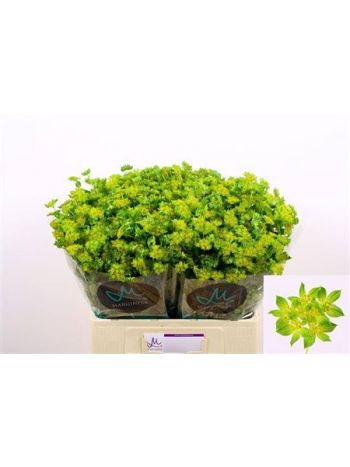 BUPLEURUM ROTUNDIFOL