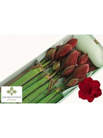 HIPP DG RED SYMPHONY *10