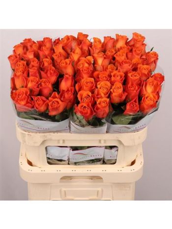 R GR ORANGE WAVE 80CM