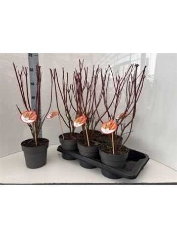 CORN ALB ELEGANTISSI