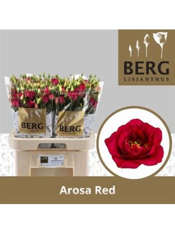 EUS G AROSA RED