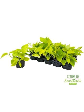 EPIPR GOLDEN POTHOS