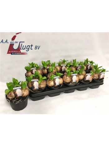 HYACIN 3 PP WHITE PEARL