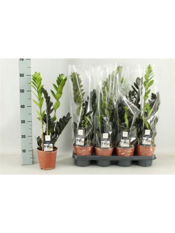 ZAMIOCULCAS RAVEN