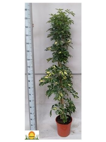 SCHEF AR GOLD CAPELL