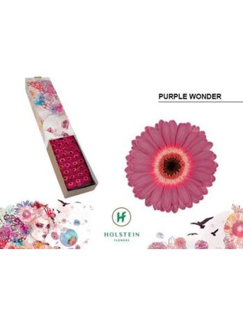 GE MI PURPLE WONDER