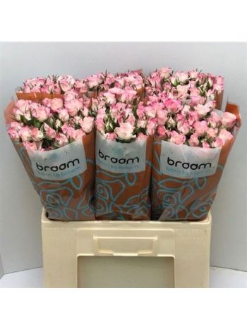 R TR SPEAK BLOSSOMS 60CM