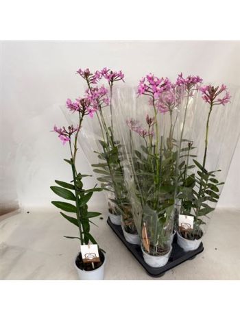 EPIDENDRUM PINK ORCHIDEA