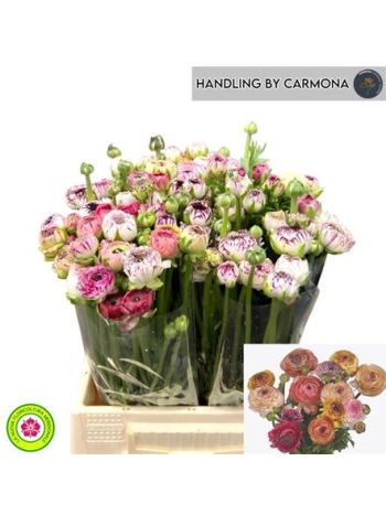 RAN ANDREA CAPPUCCIN