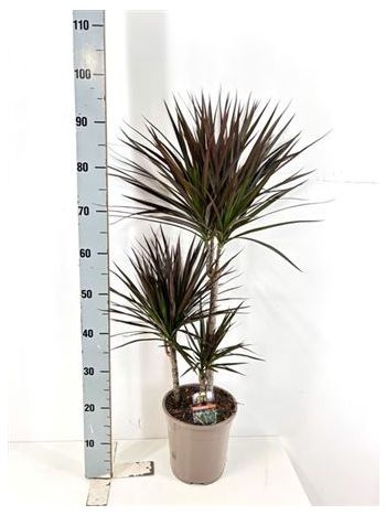 DRA MARG MAGENTA 3 TÖRZSES