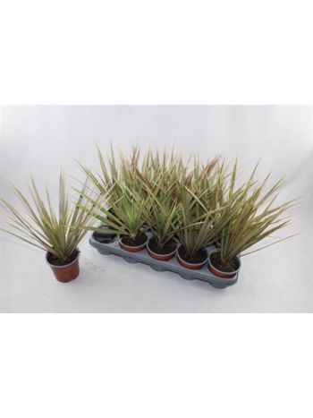 DRA MARG BICOLOR FEJ