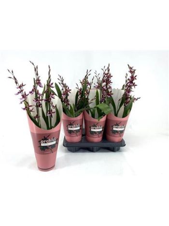 BUR BARROCCO RED AKCIO