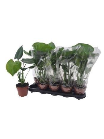 MONSTERA DELICIOSA