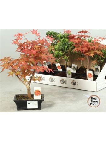 BONSAI ACER