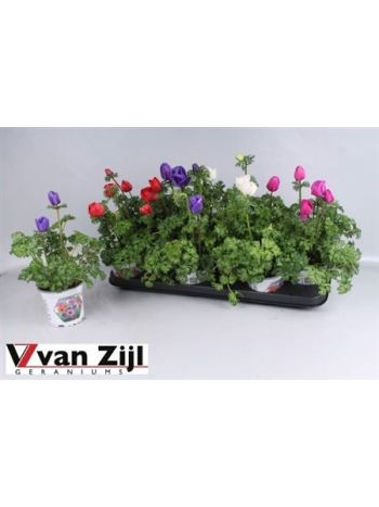 ANEM CO HARM GEM AKCIO